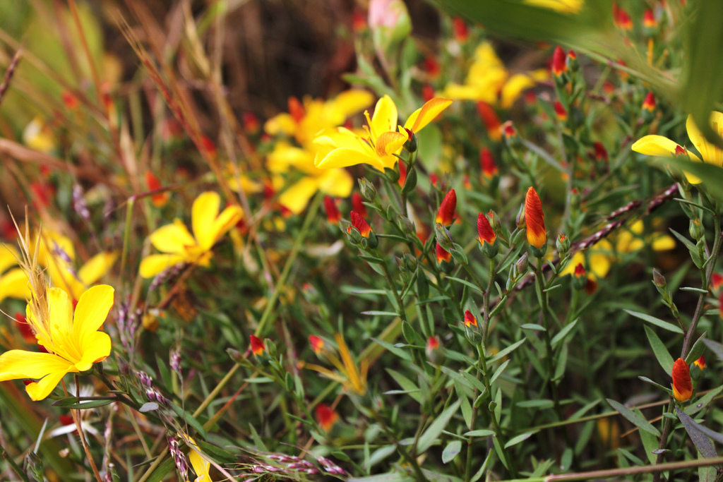Chamisso's flax