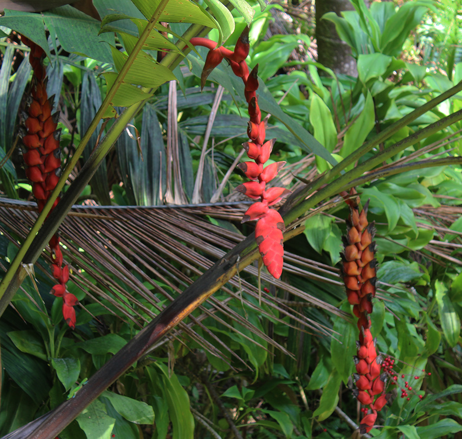 Plantsnap – Identify Plants, Trees, Mushrooms With An App