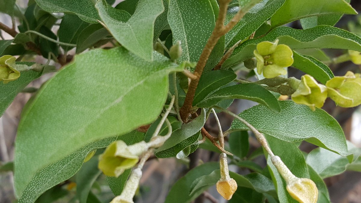 Maritime elaeagnus