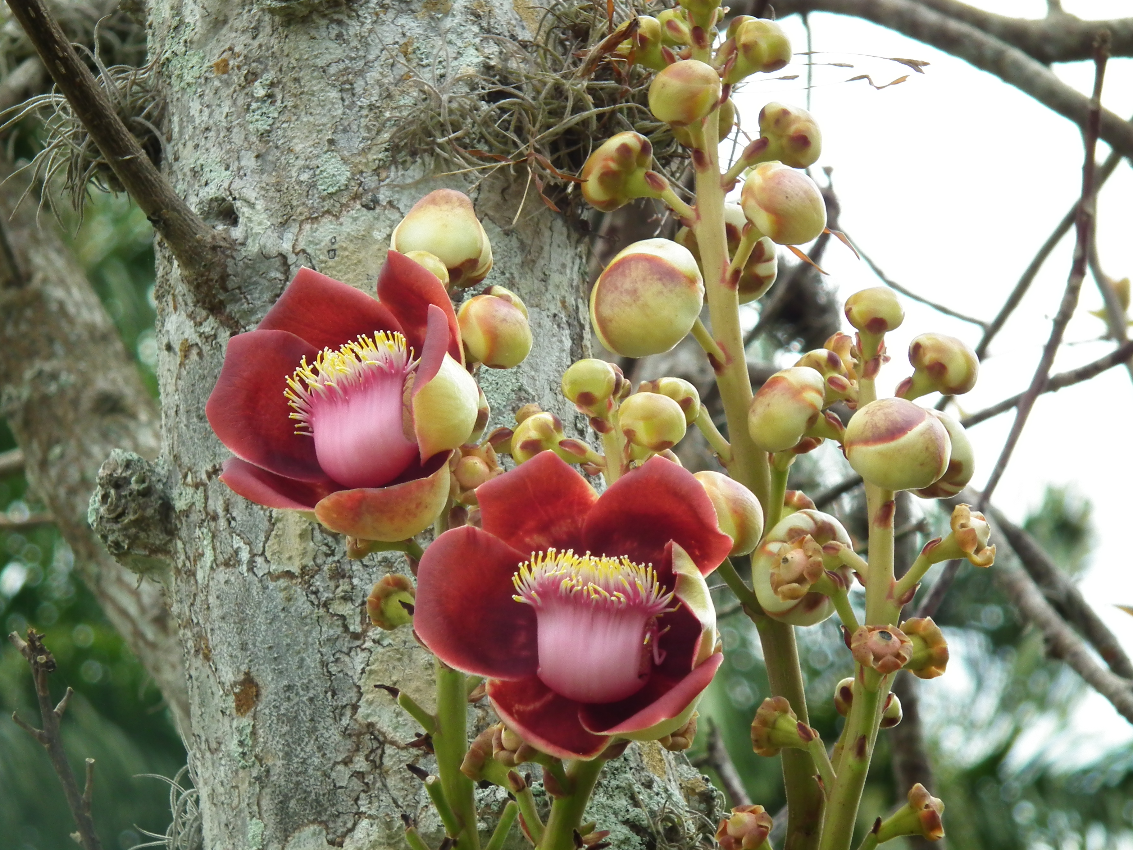 How to care for Cannonball tree - Complete Plant Care Guide | PlantSnap -  Plantsnap - Identify Plants, Trees, Mushrooms With An App