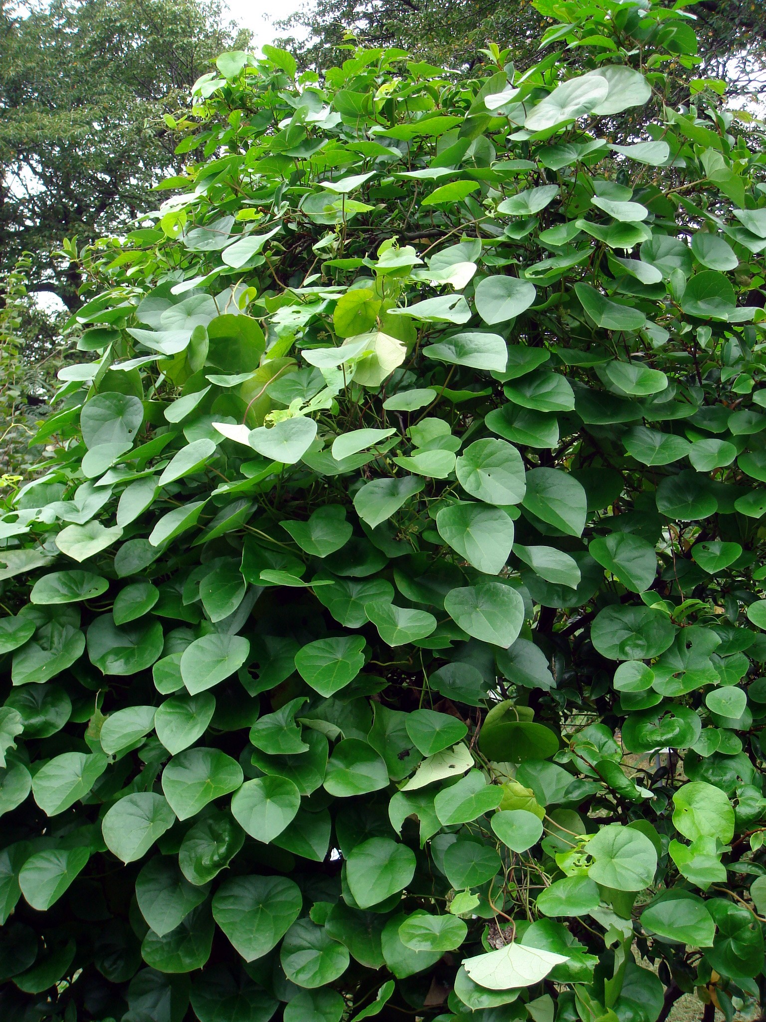 Snake vine - Plantsnap - Identify Plants, Trees, Mushrooms With An App