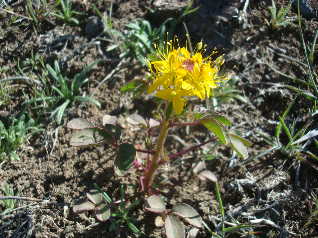 Hillman's goldenweed