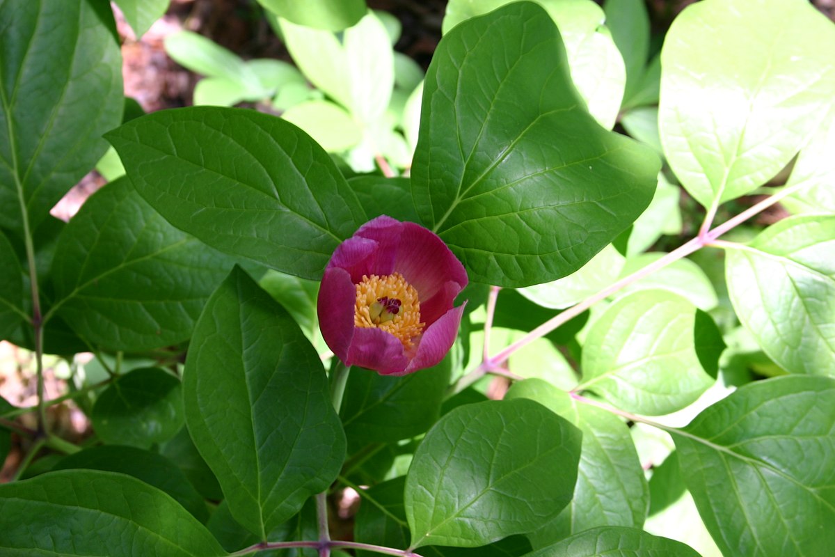 Japanese peony