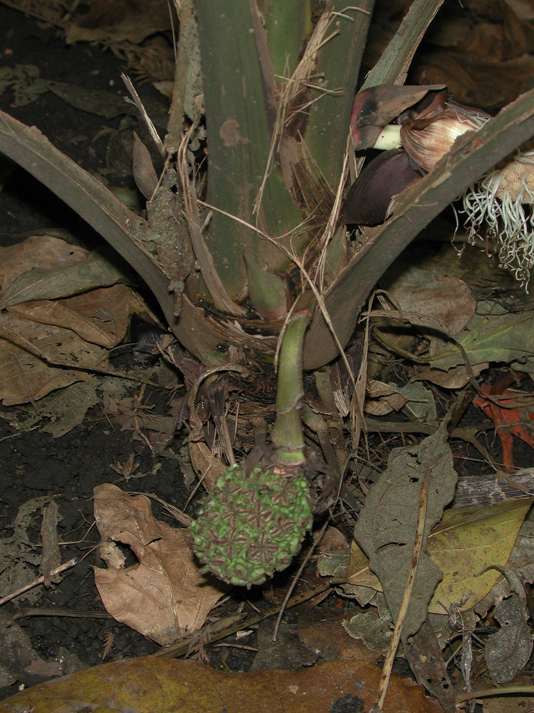 Sleep's asplundia (Asplundia sleeperae) - Plant photograph