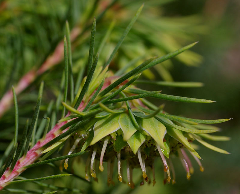 Fine-leaved darwinia