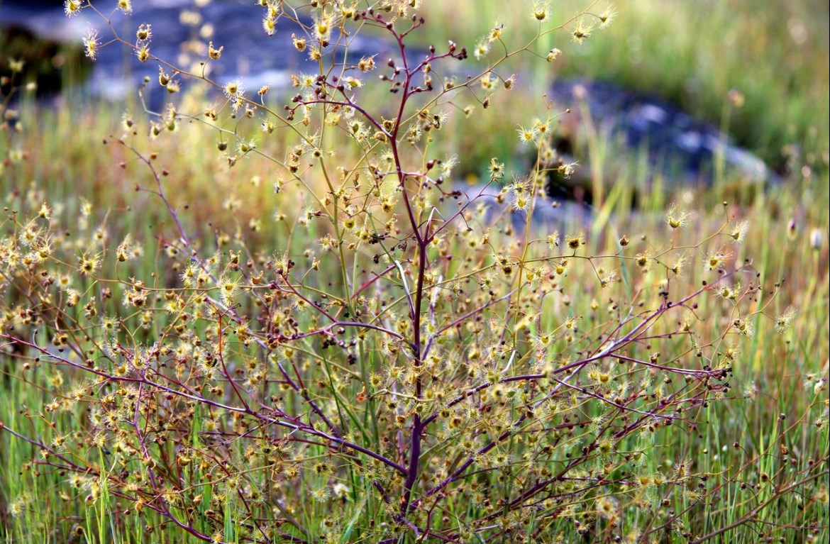 Giant sundew