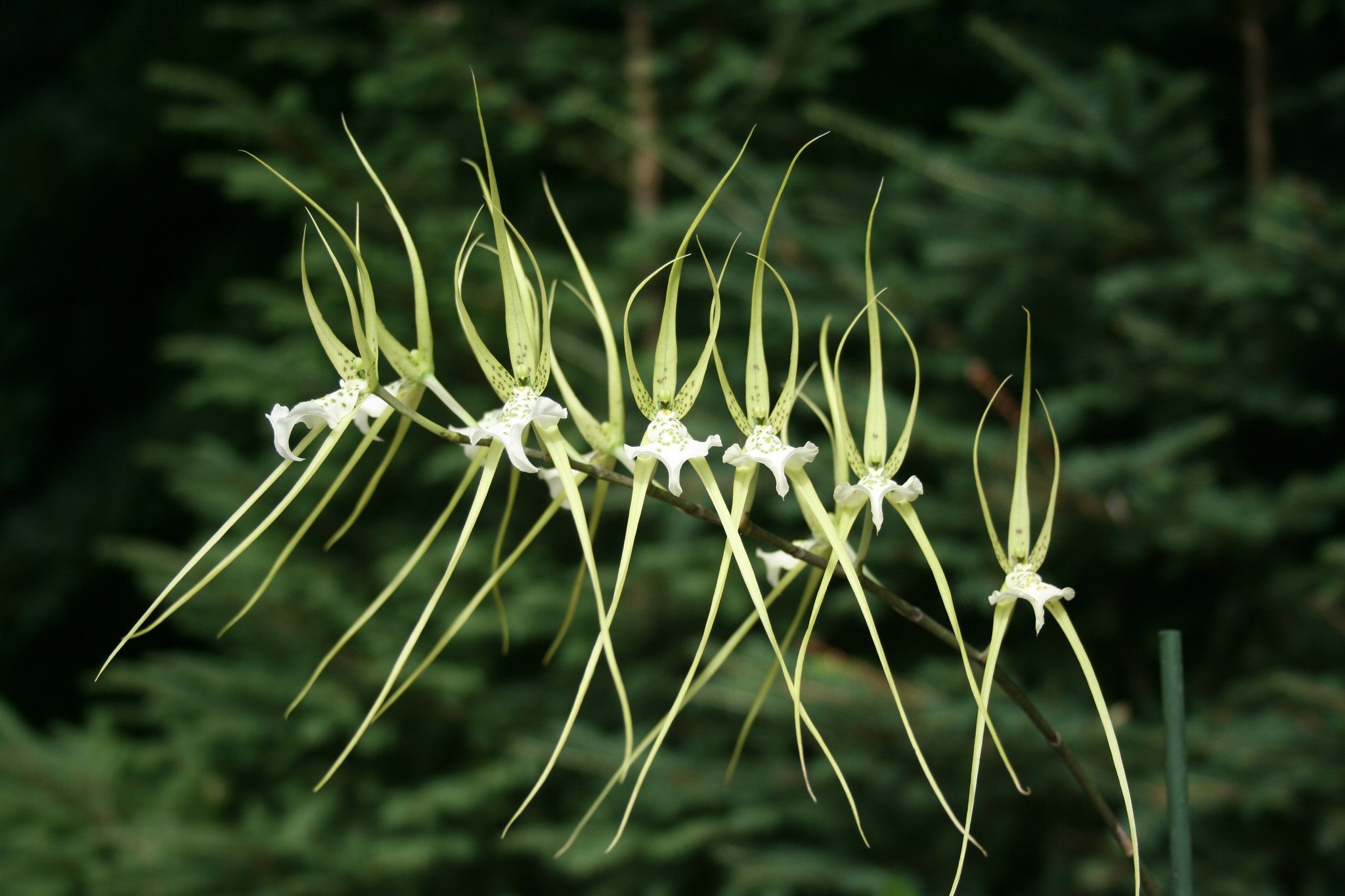 How to care for Spider orchid - Complete Plant Care Guide