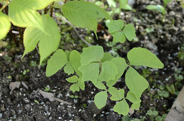 Japanese vanilla leaf