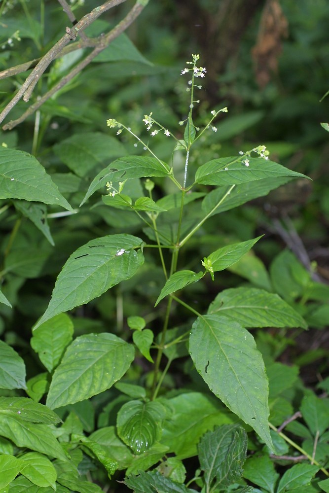 Enchanter's nightshade
