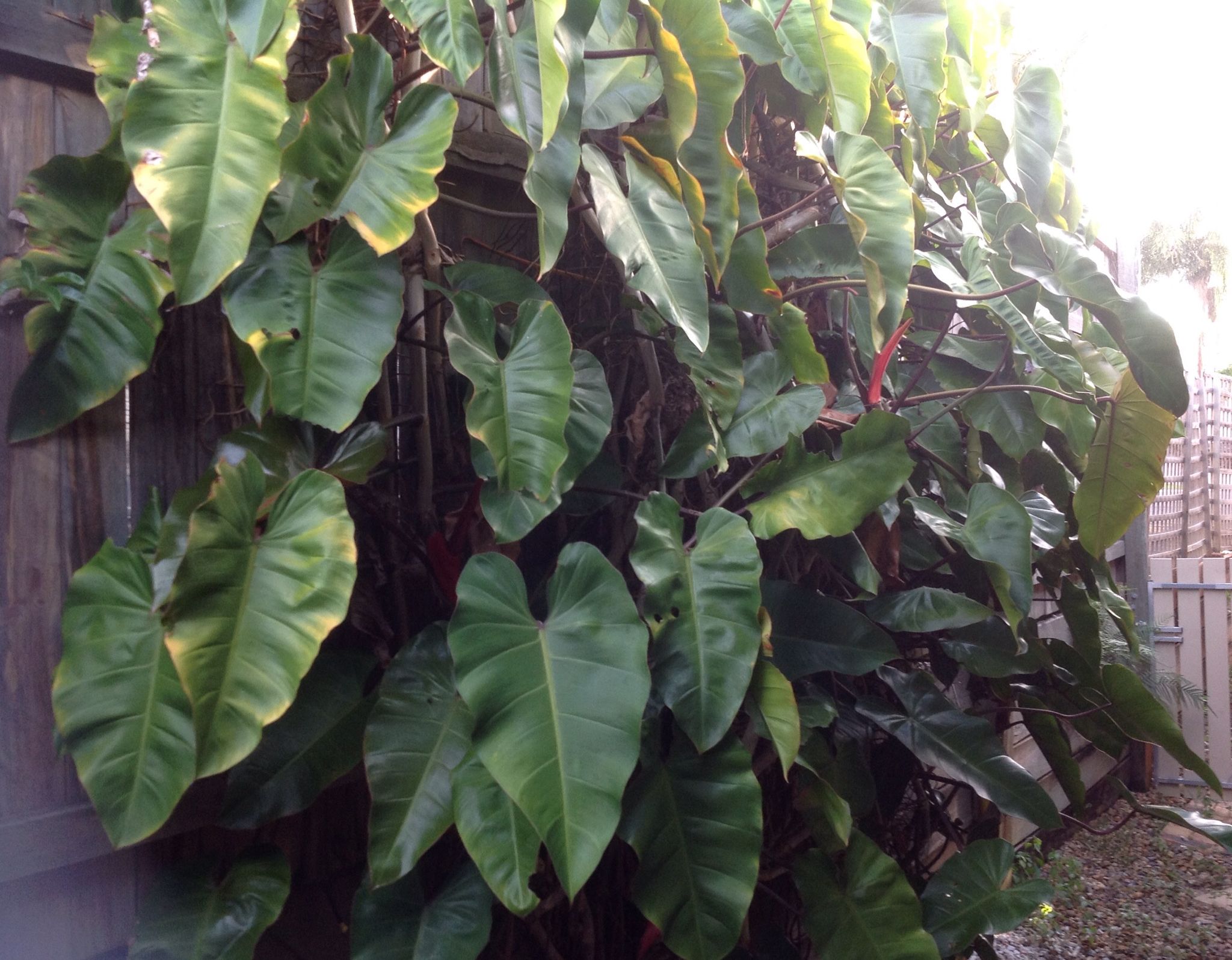 How to care for Elephant ear philodendron - Complete Plant Care Guide |  PlantSnap - Plantsnap - Identify Plants, Trees, Mushrooms With An App