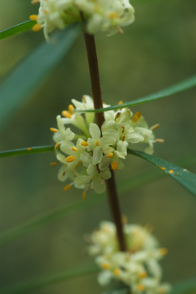 Bootlace bush