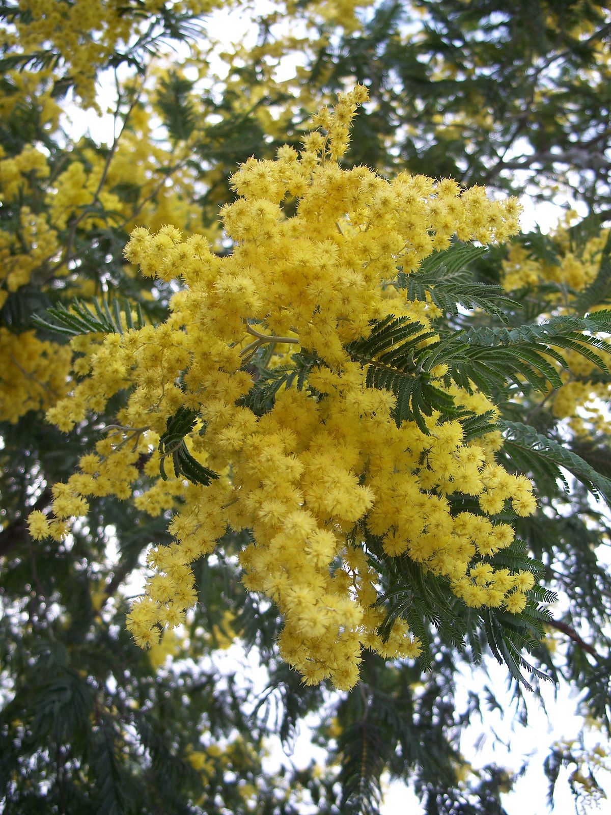 Silver wattle
