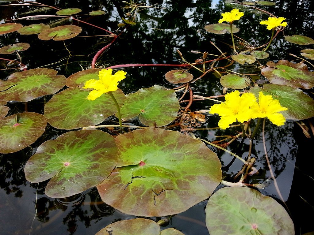 Marbled marshwort