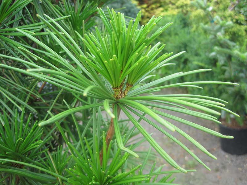 Japanese umbrella pine