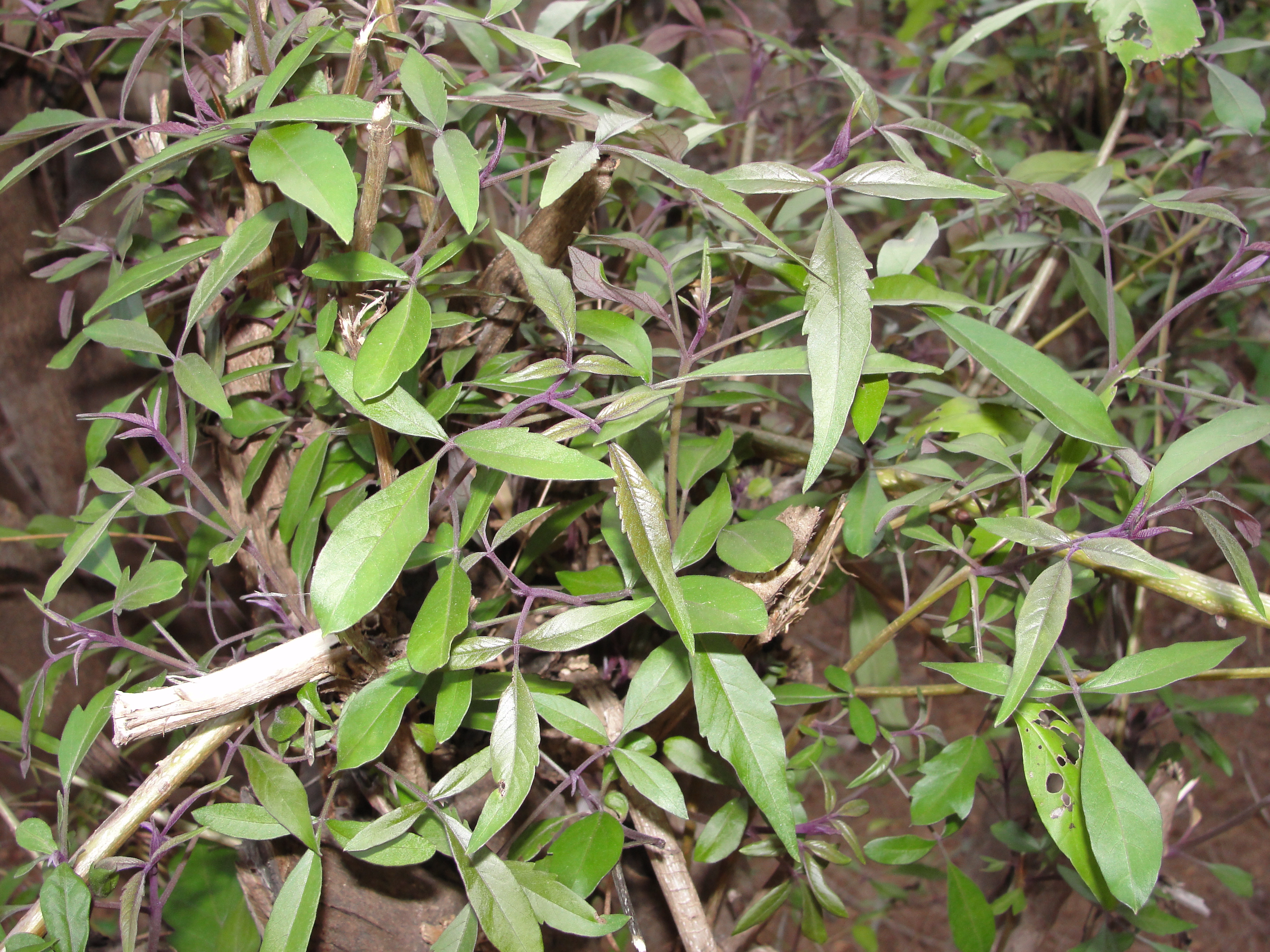 White wood chaste tree
