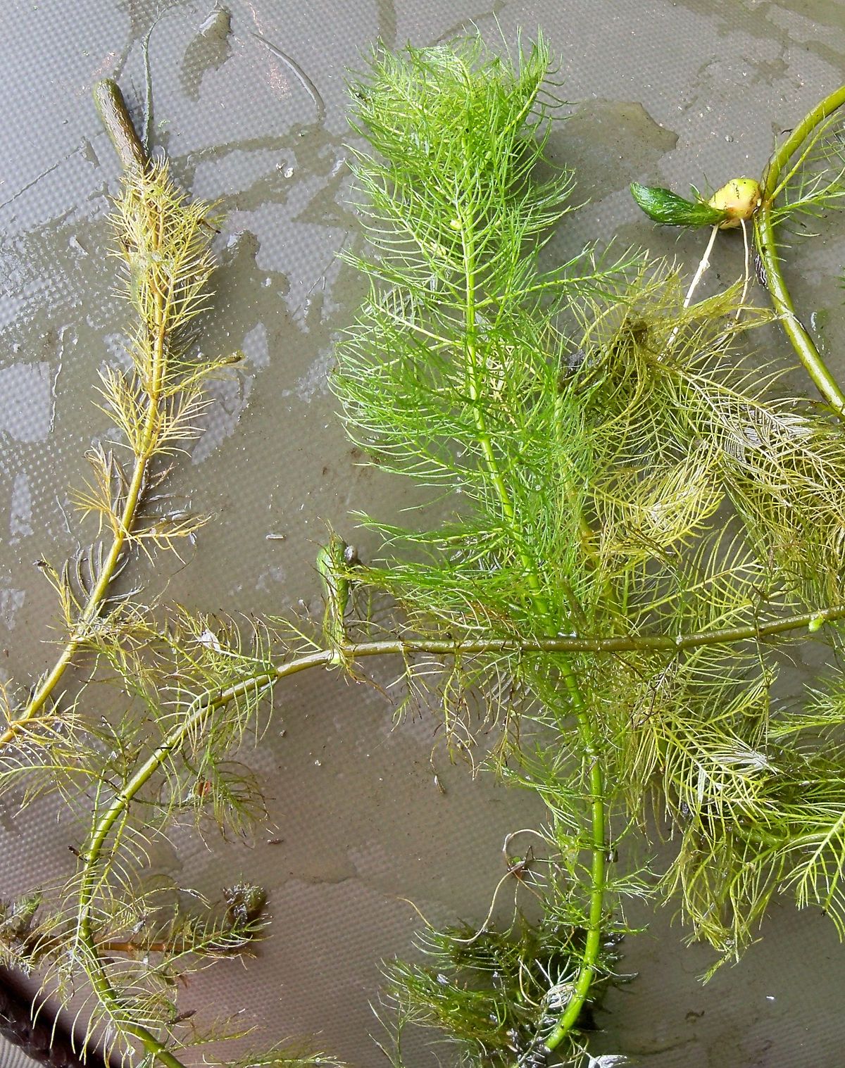 Whorled water-milfoil
