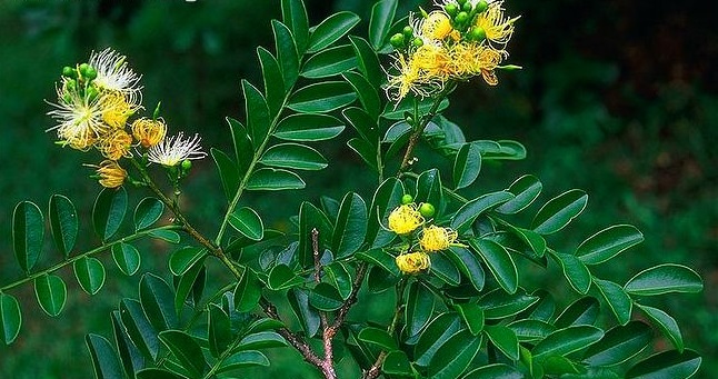 Harata Tree How to care for Haraka tree - Complete Plant Care Guide | PlantSnap ...
