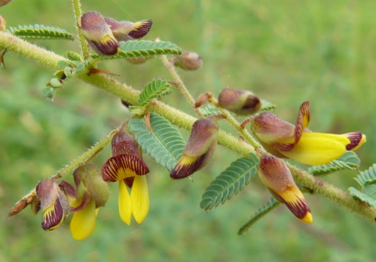 How to care for Sensitive joint vetch - Complete Plant Care Guide ...