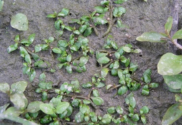 Waterwort