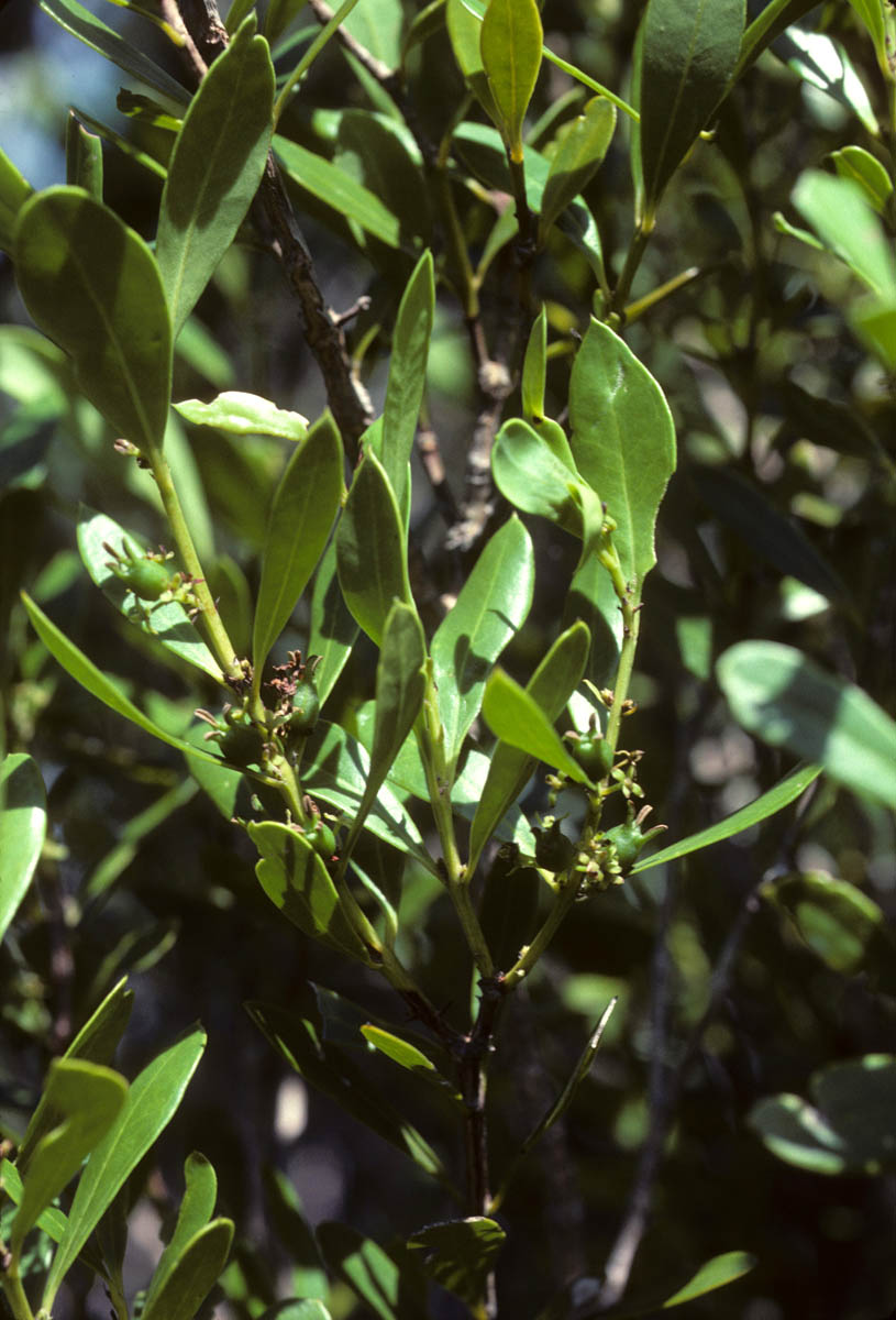 Bahamian boxwood