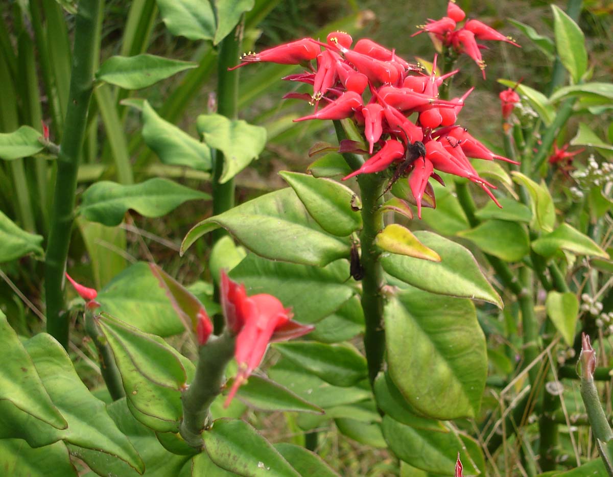 Devil's backbone
