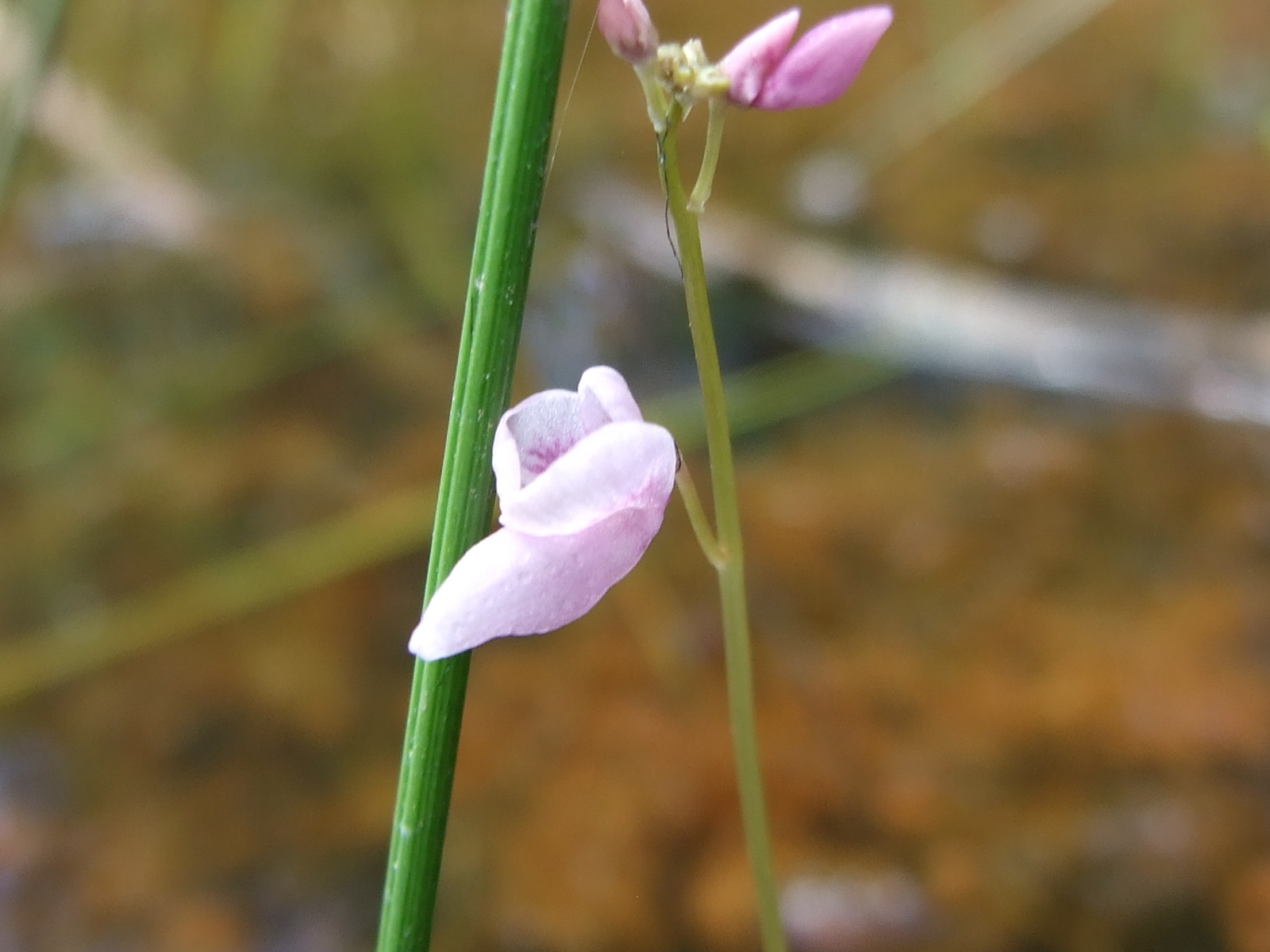Benjamin's bladderwort