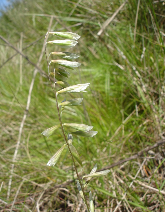 Brazilian melicgrass
