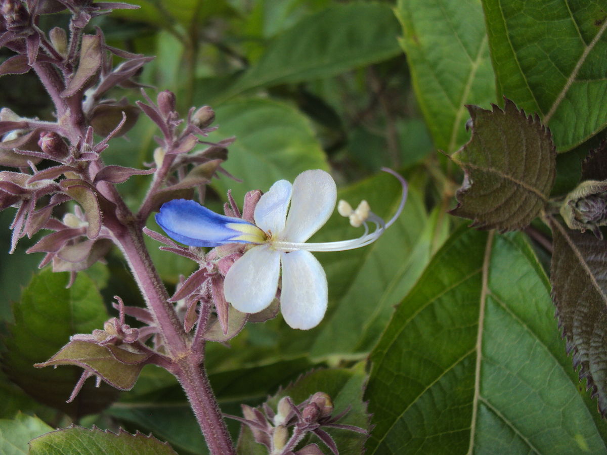 Blue fountain bush