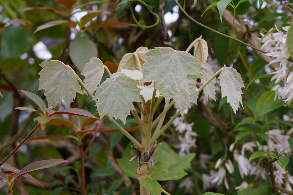 Formosan sinopanax