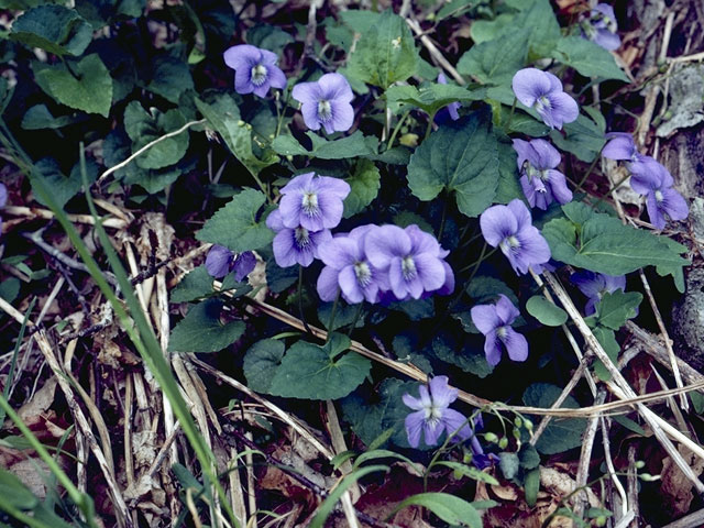 Walter's violet