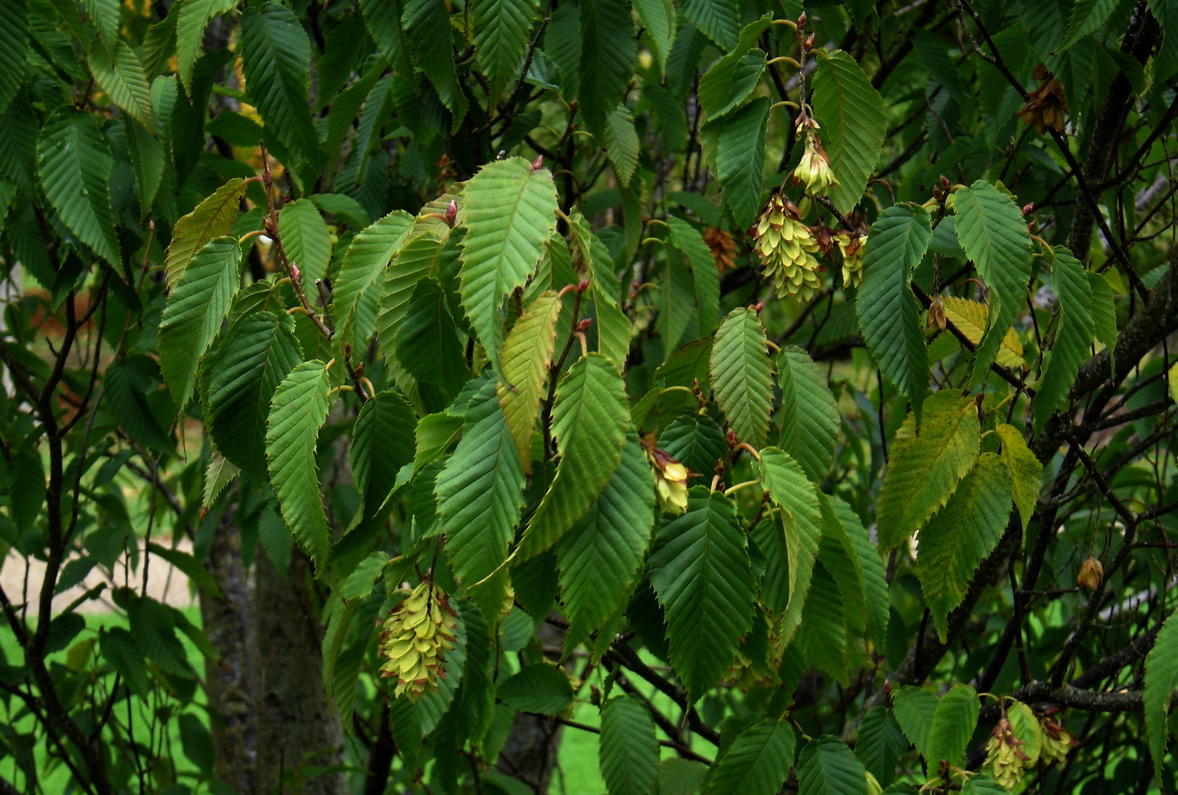 Rankan hornbeam (Carpinus rankanensis) - Plant photograph