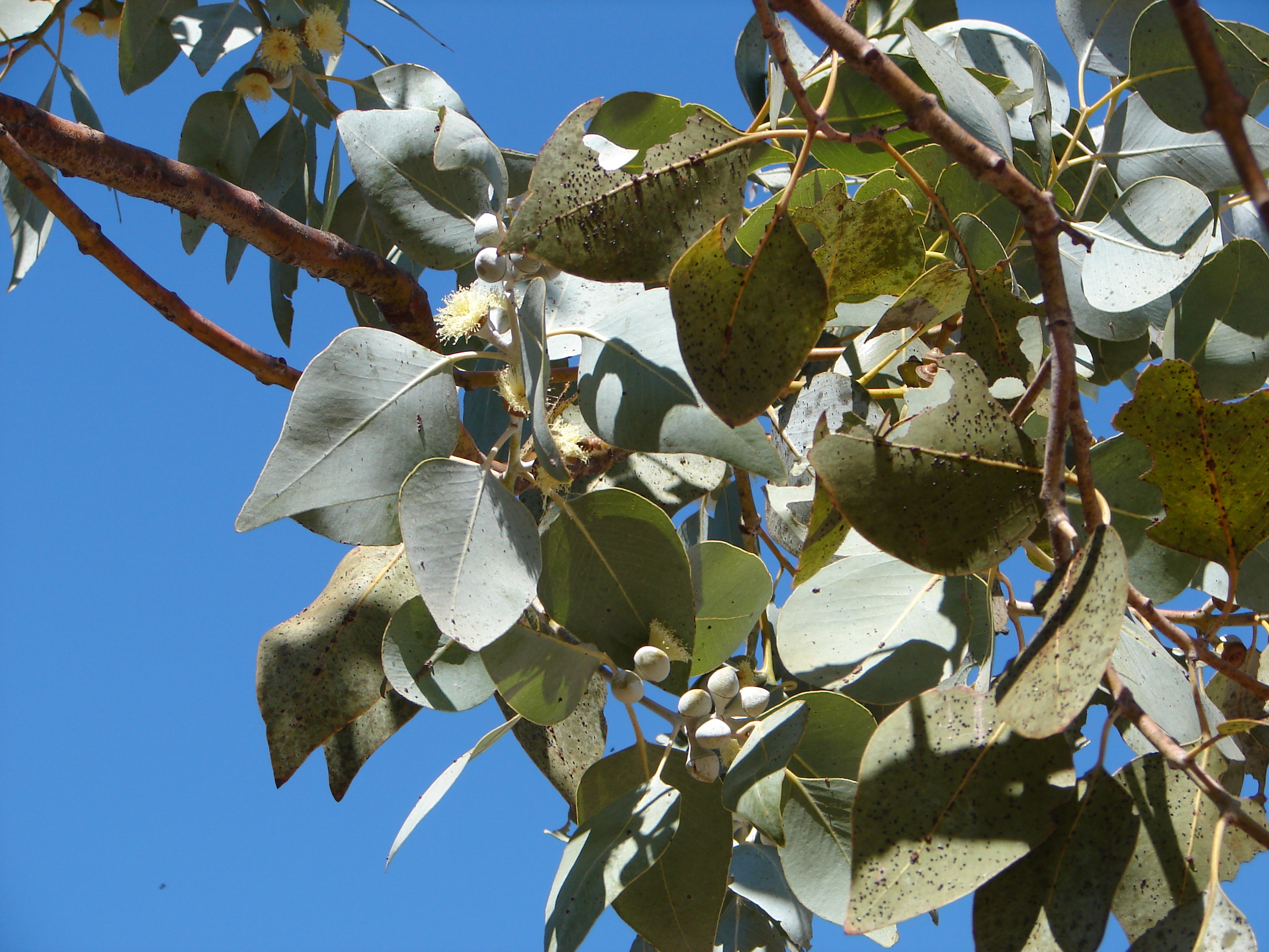 Pale-leaved mallee