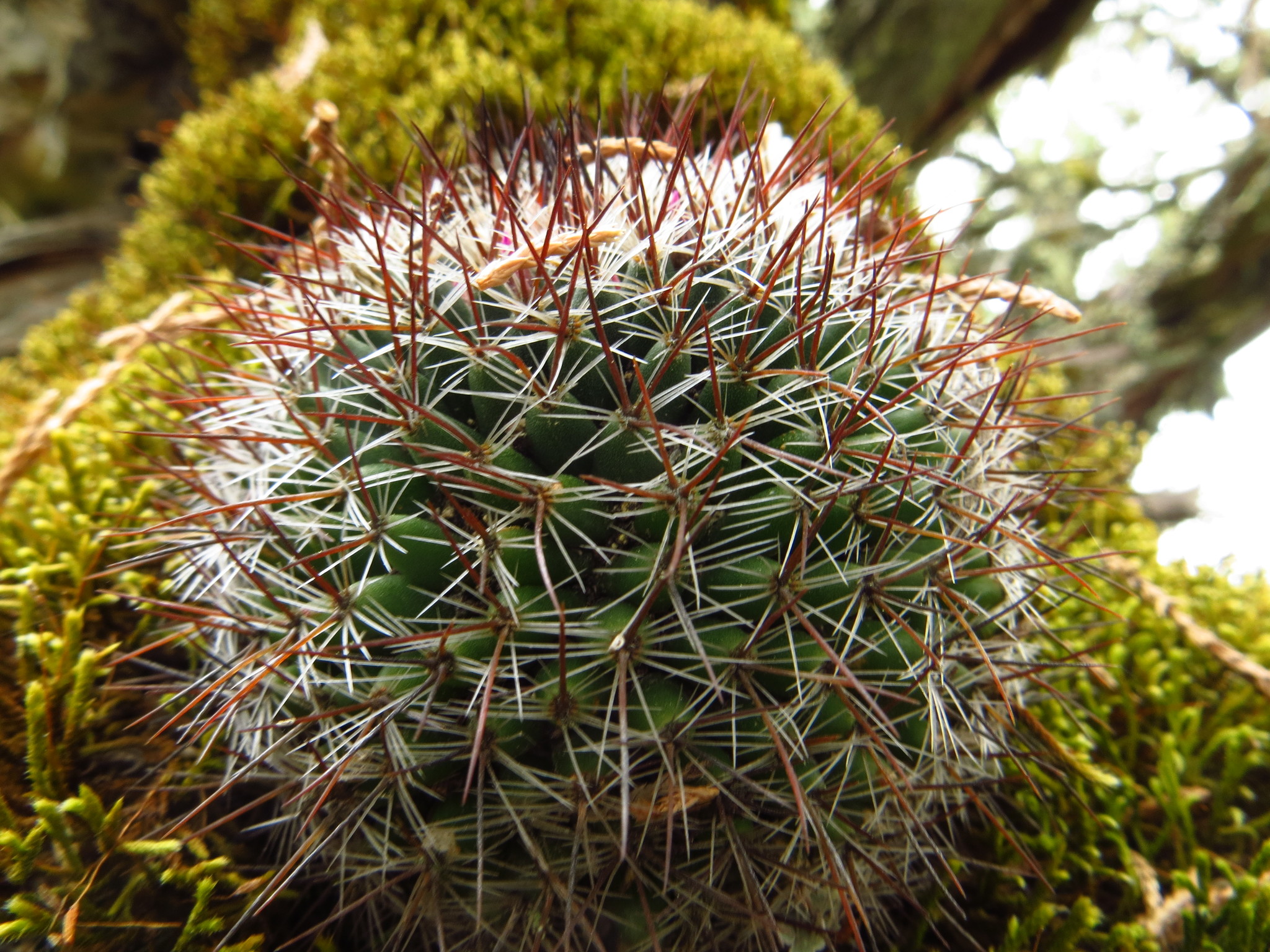 Wiesinger's pincushion cactus - Plantsnap - Identify Plants, Trees,  Mushrooms With An App