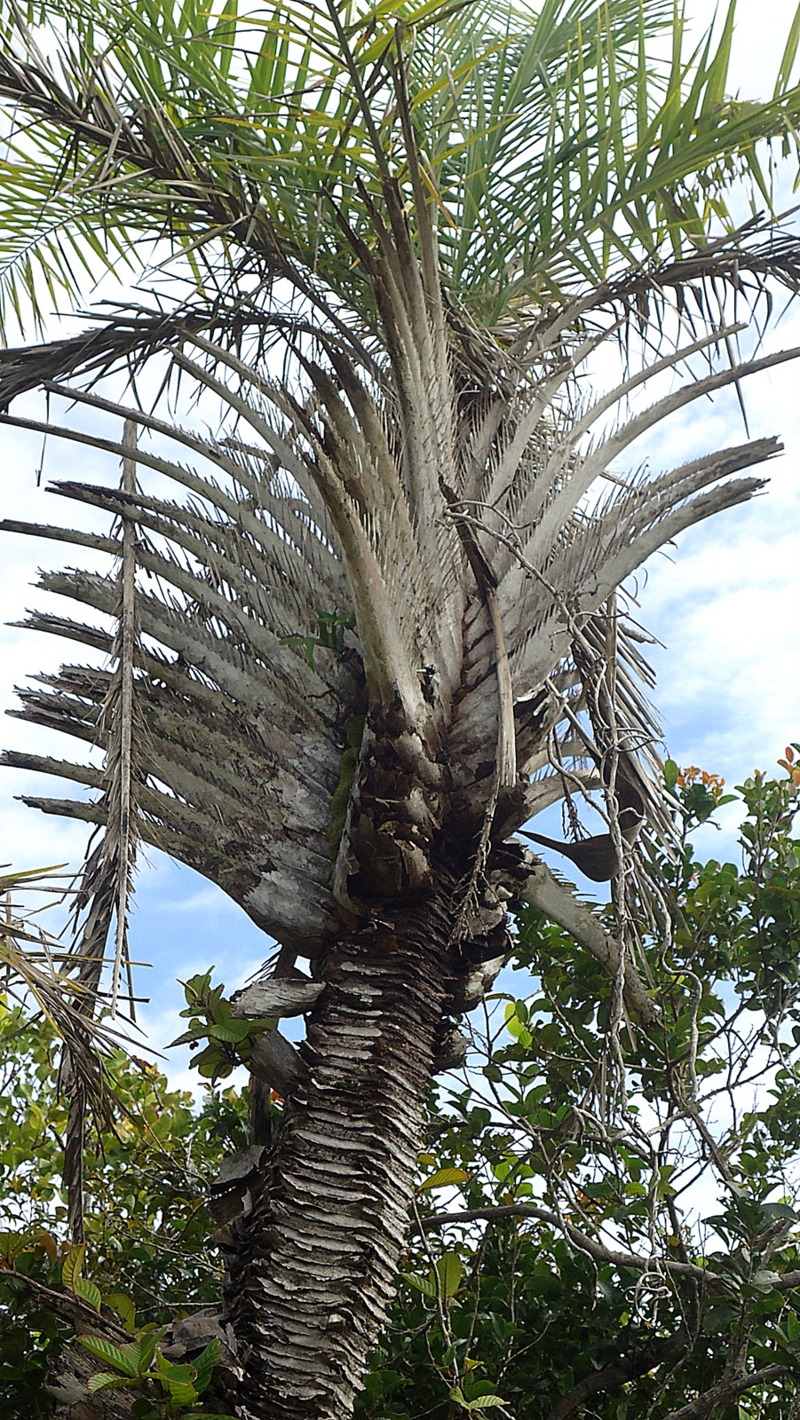 Licuri palm