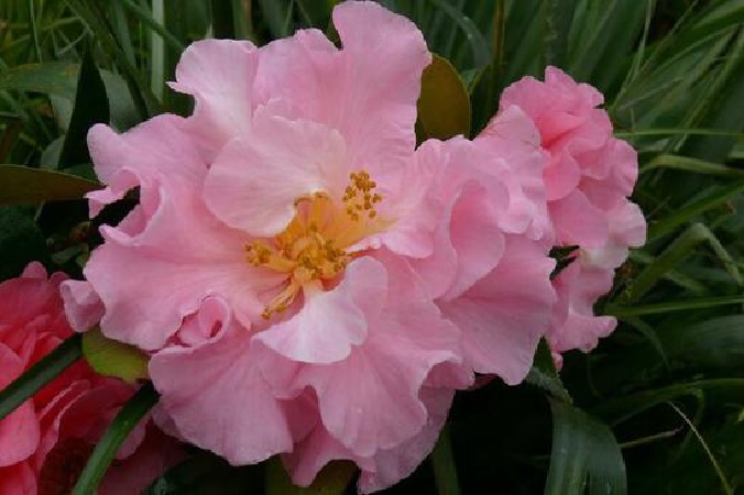 Reticulated camellia (Camellia reticulata) - Image 1 of 10