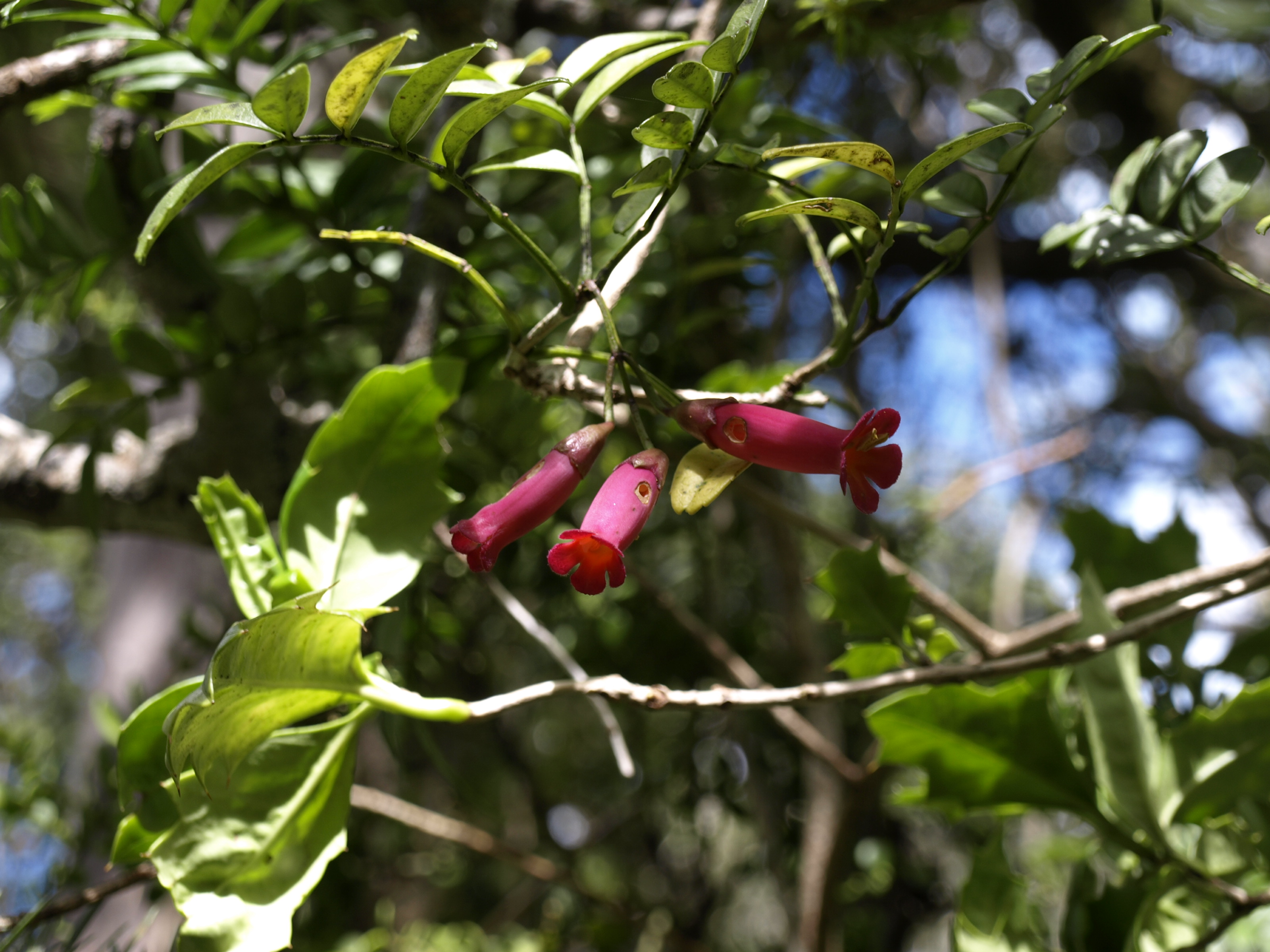 Chilean glory vine