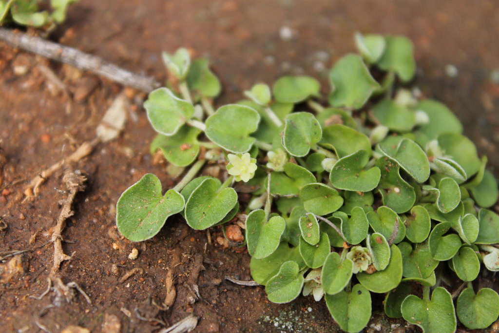 Silver ponysfoot