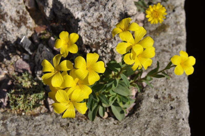 Narrowleaf flax
