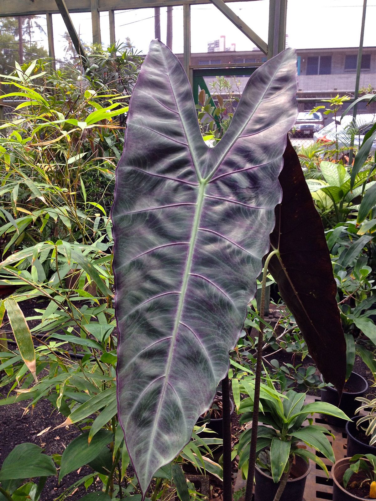 Elephant ear