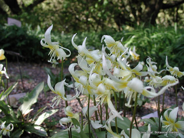 Sierra fawn lily