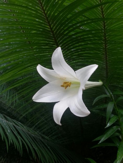 Wallich's lily