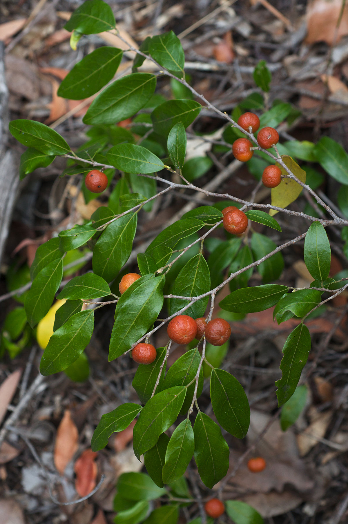 Long-leaved bitter bark