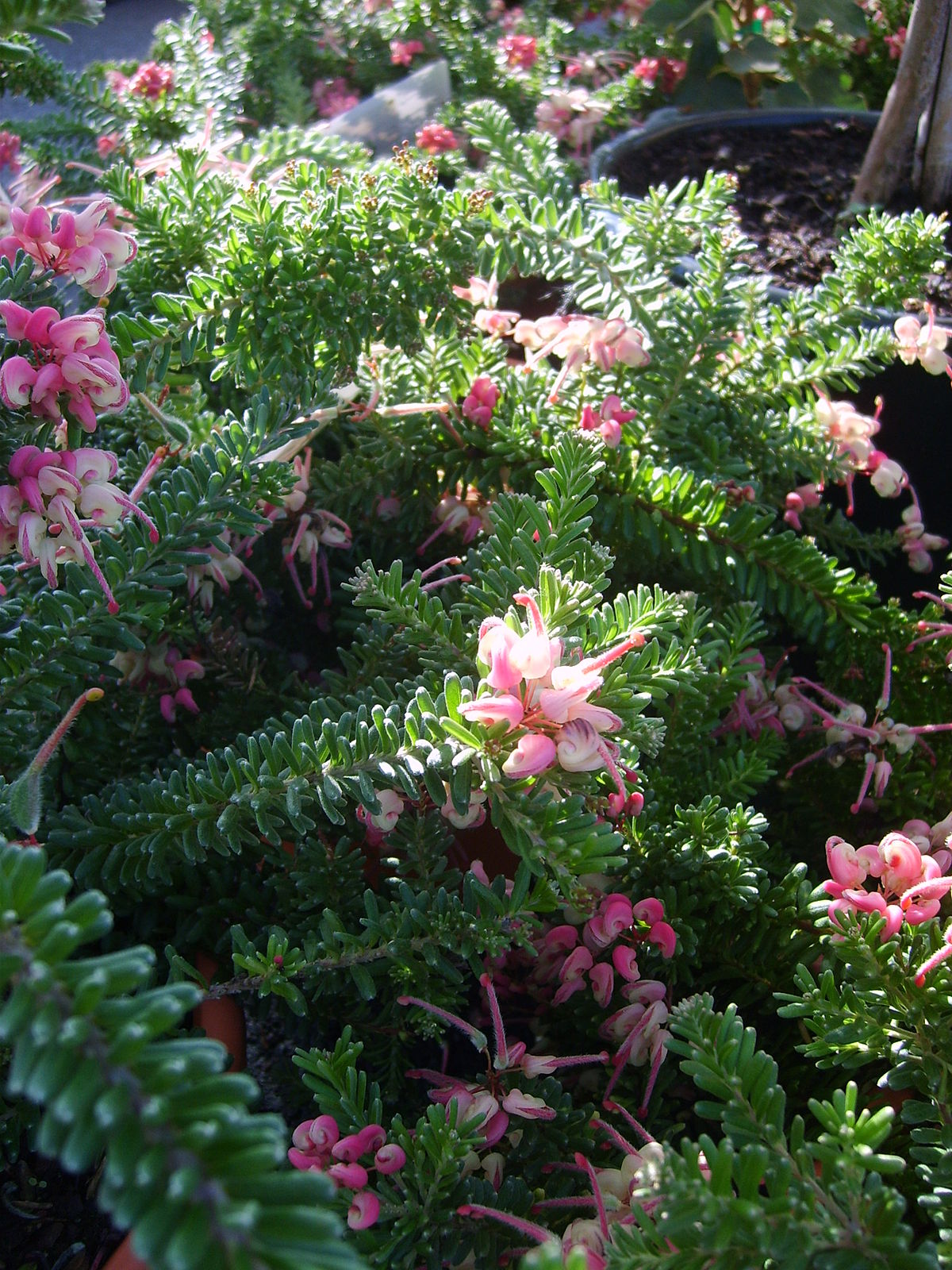 Woolly grevillea