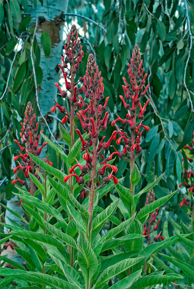 devil's tobacco plant - Plantsnap Tupa, Devil's tobacco (Lobelia excelsa)