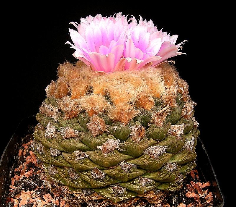 How to care for Living rock cactus - Complete Plant Care Guide | PlantSnap  - Plantsnap - Identify Plants, Trees, Mushrooms With An App