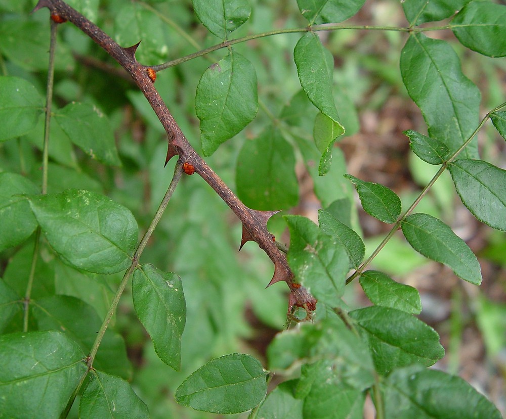 How to care for Prickly ash - Complete Plant Care Guide | PlantSnap -  Plantsnap - Identify Plants, Trees, Mushrooms With An App