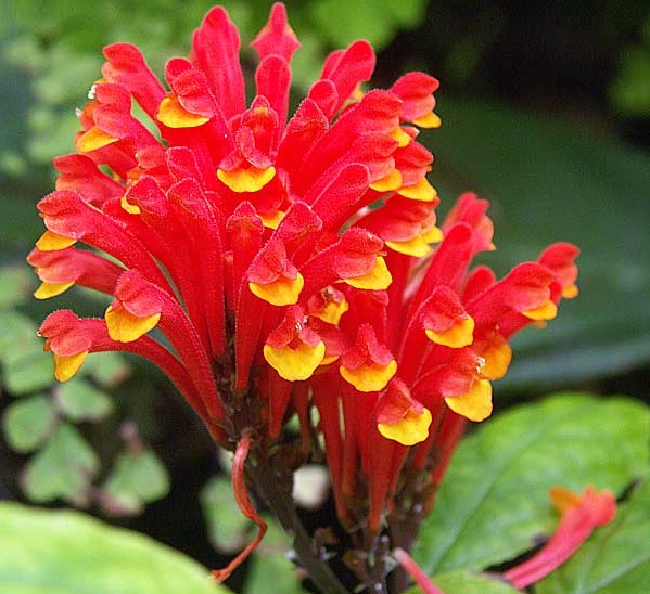 Costa rican skullcap