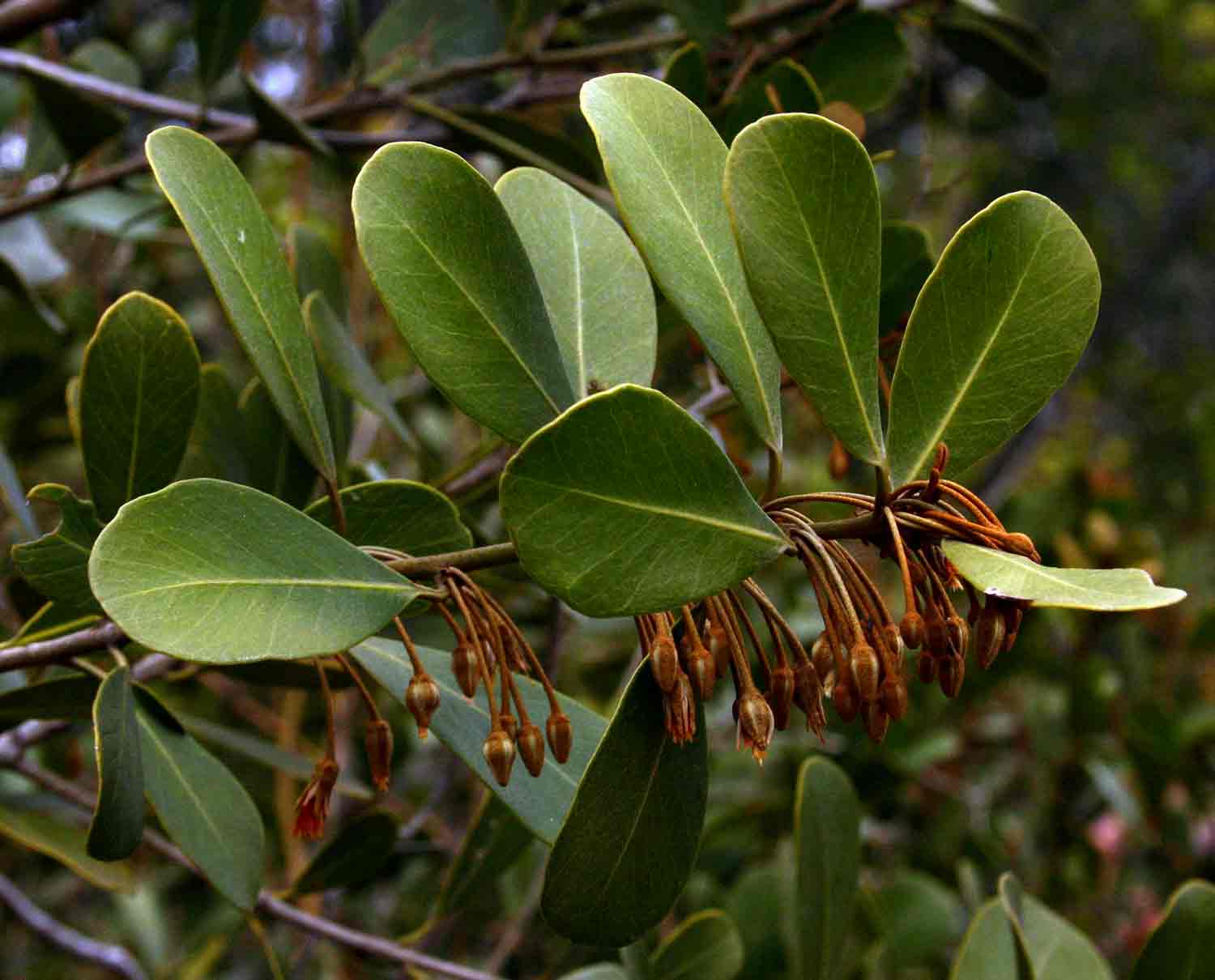 How to care for Bully tree - Complete Plant Care Guide | PlantSnap ...