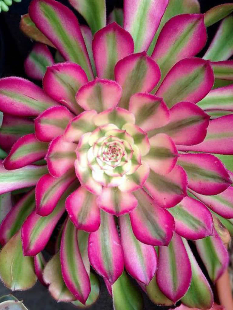 Mardi gras aeonium