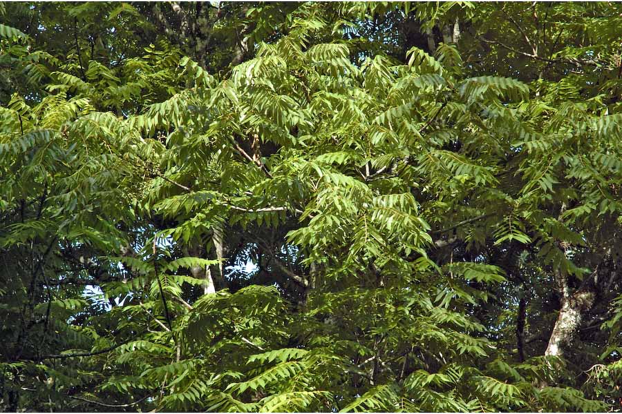 How to care for Garuga tree - Complete Plant Care Guide | PlantSnap ...